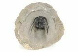 Spiny Leonaspis Trilobite - Atchana, Morocco #245523-4